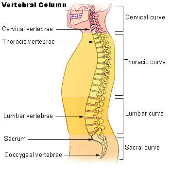 Chiropractic Peoria IL Vertebral Column