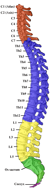 Chiropractic Peoria IL Vetebral Column Colored